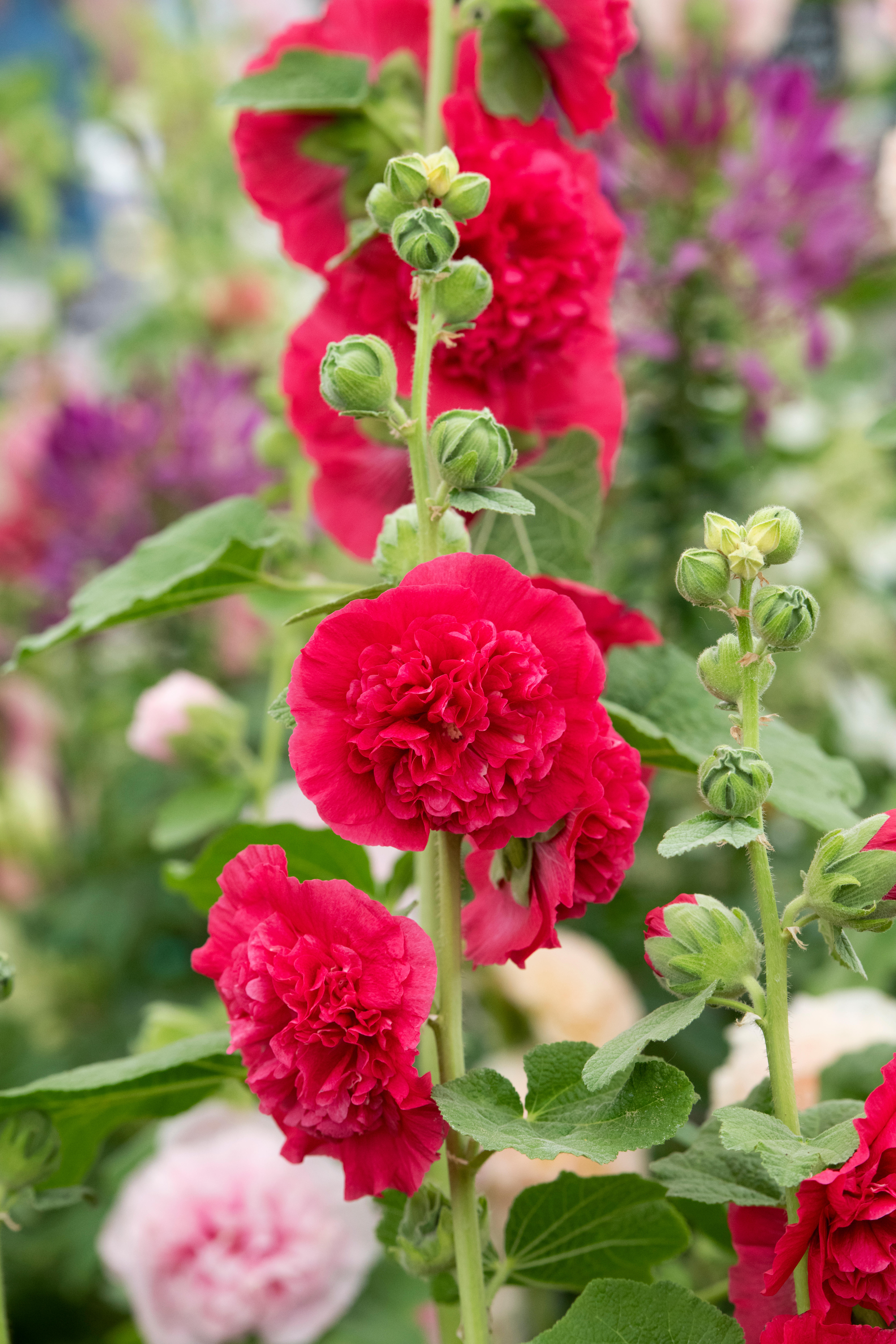Stokrose 'Chater’s Double Red'